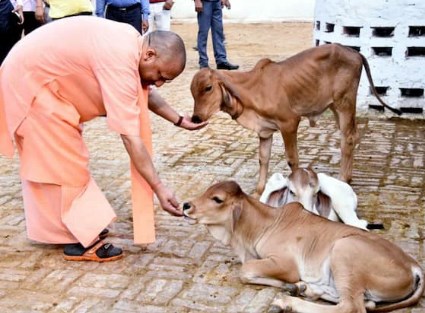 योगी सरकार का बड़ा एलान, अब देशी गाय की खरीद पर मिलेंगे 40 हजार रुपये